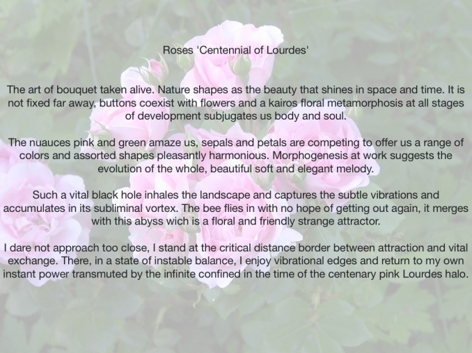 Auteur/author Sensations - Power Flower